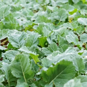 Canola Seeds - 5 Lbs Brassica napus Seeds - 100% Pure Natural Seed for Food Plots