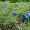 Carex Ice Dance Sedge Grass - Variegated Shade Plant Companion