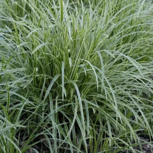 Carex Ice Dance Sedge Grass - Variegated Shade Plant Companion