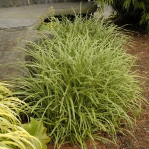 Carex Ice Dance Sedge Grass - Variegated Shade Plant Companion