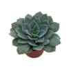 Caribbean Blue Desert Rose Echeveria - 2.5 Inch Pot - Easy Grow Succulent