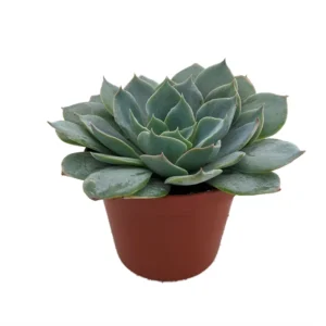 Caribbean Blue Desert Rose Echeveria - 2.5 Inch Pot - Easy Grow Succulent