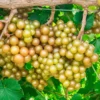 Carlos Scuppernong Grape Vine - Southern Muscadine - 1 Gallon Pot - Brown