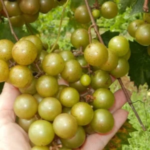 Carlos Scuppernong Grape Vine - Southern Muscadine - 1 Gallon Pot - Brown