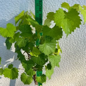 Carlos Scuppernong Grape Vine - Southern Muscadine - 1 Gallon Pot - Brown