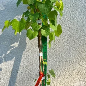 Carlos Scuppernong Grape Vine - Southern Muscadine - 1 Gallon Pot - Brown