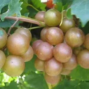 Carlos Scuppernong Grape Vine - Southern Muscadine - 1 Gallon Pot - Brown