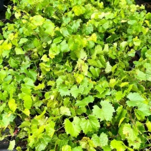 Carlos Scuppernong Grape Vine - Southern Muscadine - 1 Gallon Pot - Brown