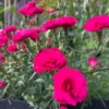 Carnation Trailing Live Plant - Healthy Starter Plant - Cold Hardy - Easy Grow