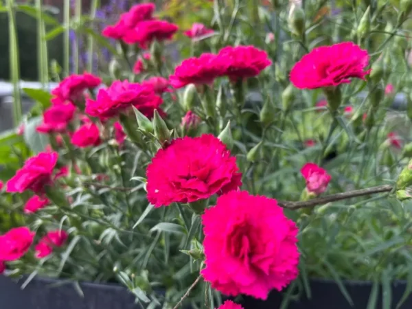 Carnation Trailing Live Plant - Healthy Starter Plant - Cold Hardy - Easy Grow