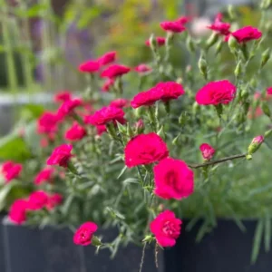 Carnation Trailing Live Plant - Healthy Starter Plant - Cold Hardy - Easy Grow