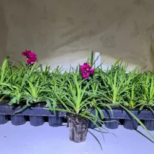 Carnation Trailing Live Plant - Healthy Starter Plant - Cold Hardy - Easy Grow