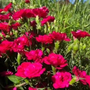 Carnation Trailing Live Plant - Healthy Starter Plant - Cold Hardy - Easy Grow