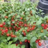 Carolina Reaper Pepper Plants SET - 4 Hot Pepper Starter Plants 4-6 Inch Tall