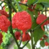 Carolina Reaper Pepper Plants - Set of 2 Hot Pepper Starter Plants 4-6 Inch