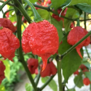 Carolina Reaper Pepper Plants - Set of 2 Hot Pepper Starter Plants 4-6 Inch