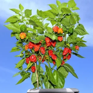 Carolina Reaper Pepper Plants - Set of 2 Hot Pepper Starter Plants 4-6 Inch