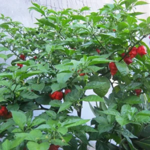 Carolina Reaper Pepper Plants - Set of 2 Hot Pepper Starter Plants 4-6 Inch