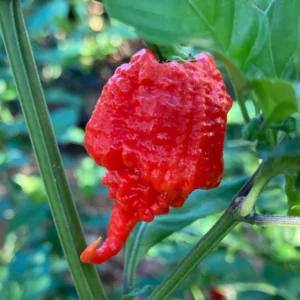 Carolina Reaper Pepper Plants - Set of 2 Hot Pepper Starter Plants 4-6 Inch