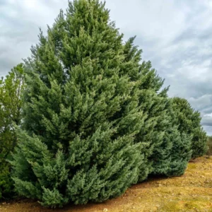Carolina Sapphire Cypress Plant - 5 Tall Evergreen Blue Cypress Starters