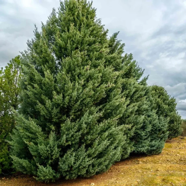 Carolina Sapphire Cypress Plant - 5 Tall Evergreen Blue Cypress Starters