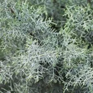 Carolina Sapphire Cypress Plant - 5 Tall Evergreen Blue Cypress Starters