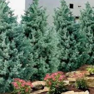 Carolina Sapphire Cypress Plant - 5 Tall Evergreen Blue Cypress Starters