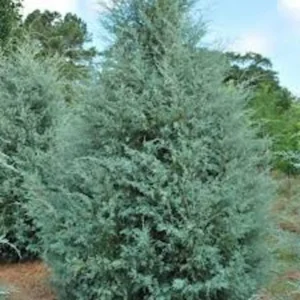 Carolina Sapphire Cypress Plant - 5 Tall Evergreen Blue Cypress Starters