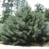 Carolina Sapphire Cypress Tree - 6-12 Inch Qt. Pot Evergreen