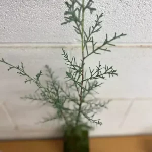 Carolina Sapphire Cypress Tree - 6-12 Inch Qt. Pot Evergreen