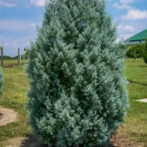 Carolina Sapphire Cypress Tree - 6-12 Inch Qt. Pot Evergreen