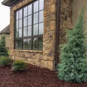 Carolina Sapphire Cypress Tree - 6-12 Inch Qt. Pot Evergreen