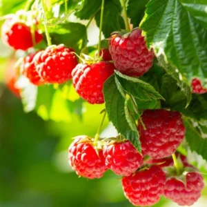 Caroline Red Raspberry Plants Set of 2 Live Bushes Edible Berries Outdoor Planting 4 to 6 Inch Tall