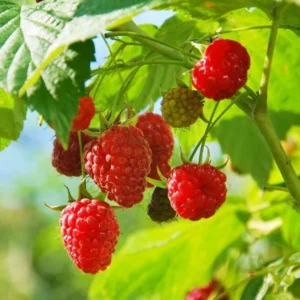 Caroline Red Raspberry Plants Set of 2 Live Bushes Edible Berries Outdoor Planting 4 to 6 Inch Tall