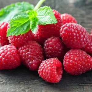 Caroline Red Raspberry Plants Set of 2 Live Bushes Edible Berries Outdoor Planting 4 to 6 Inch Tall