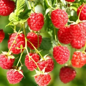 Caroline Red Raspberry Plants Set of 2 Live Bushes Edible Berries Outdoor Planting 4 to 6 Inch Tall