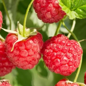 Caroline Red Raspberry Plants Set of 2 Live Bushes Edible Berries Outdoor Planting 4 to 6 Inch Tall