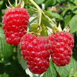 Caroline Red Raspberry Plants - Set of 2 Live Raspberry Bushes - Sweet Fruit Seedlings - Indoor/Outdoor Planting