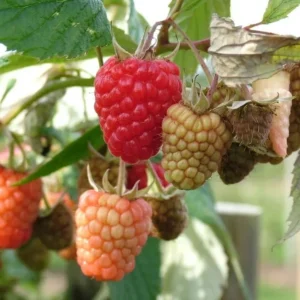 Caroline Red Raspberry Plants - Set of 2 Live Raspberry Bushes - Sweet Fruit Seedlings - Indoor/Outdoor Planting