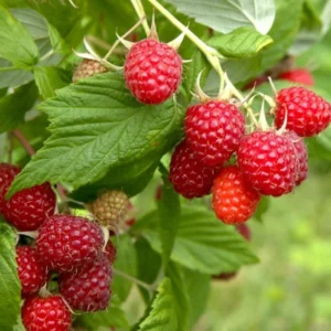 Caroline Red Raspberry Plants - Set of 2 Live Raspberry Bushes - Sweet Fruit Seedlings - Indoor/Outdoor Planting