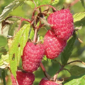 Caroline Red Raspberry Plants - Set of 2 Live Raspberry Bushes - Sweet Fruit Seedlings - Indoor/Outdoor Planting