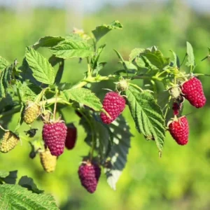 Caroline Red Raspberry Plants - Set of 2 Live Raspberry Bushes - Sweet Fruit Seedlings - Indoor/Outdoor Planting