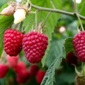 Caroline Red Raspberry Plants - Set of 2 Live Raspberry Bushes - Sweet Fruit Seedlings - Indoor/Outdoor Planting
