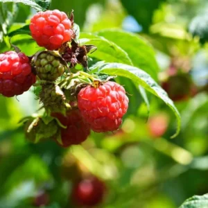 Caroline Red Raspberry Plants - Set of 2 Live Raspberry Bushes - Sweet Fruit Seedlings - Indoor/Outdoor Planting