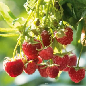 Caroline Red Raspberry Plants - Set of 2 Live Raspberry Bushes - Sweet Fruit Seedlings - Indoor/Outdoor Planting