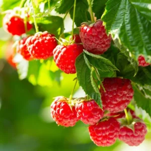 Caroline Red Raspberry Plants - Set of 2 Live Raspberry Bushes - Sweet Fruit Seedlings - Indoor/Outdoor Planting