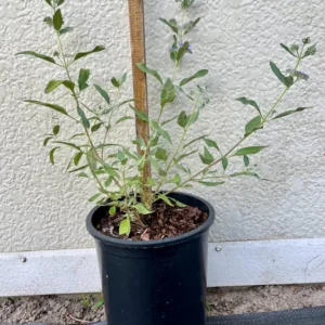 Caryopteris Dark Knight Bluebeard Plant - 1 Gallon Pot - Purple Blue Flowers