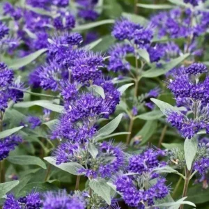 Caryopteris Dark Knight Bluebeard Plant - 1 Gallon Pot - Purple Blue Flowers