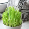 Cat Grass Oat Seeds - 1LB - Grow Your Pet's Garden - Natural & Healthy