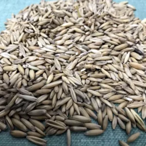 Cat Grass Oat Seeds - 1LB - Grow Your Pet's Garden - Natural & Healthy